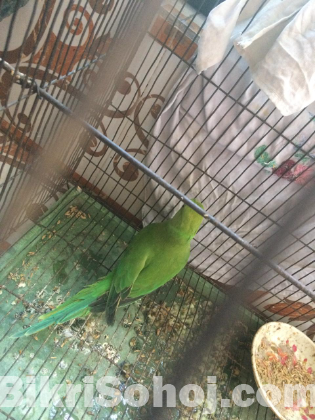 Ring neck parrot